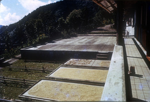 Yauco 1876 Hacienda María-Masini Bo. Rubías 1976 Const. Madera Pumarada-9.jpg